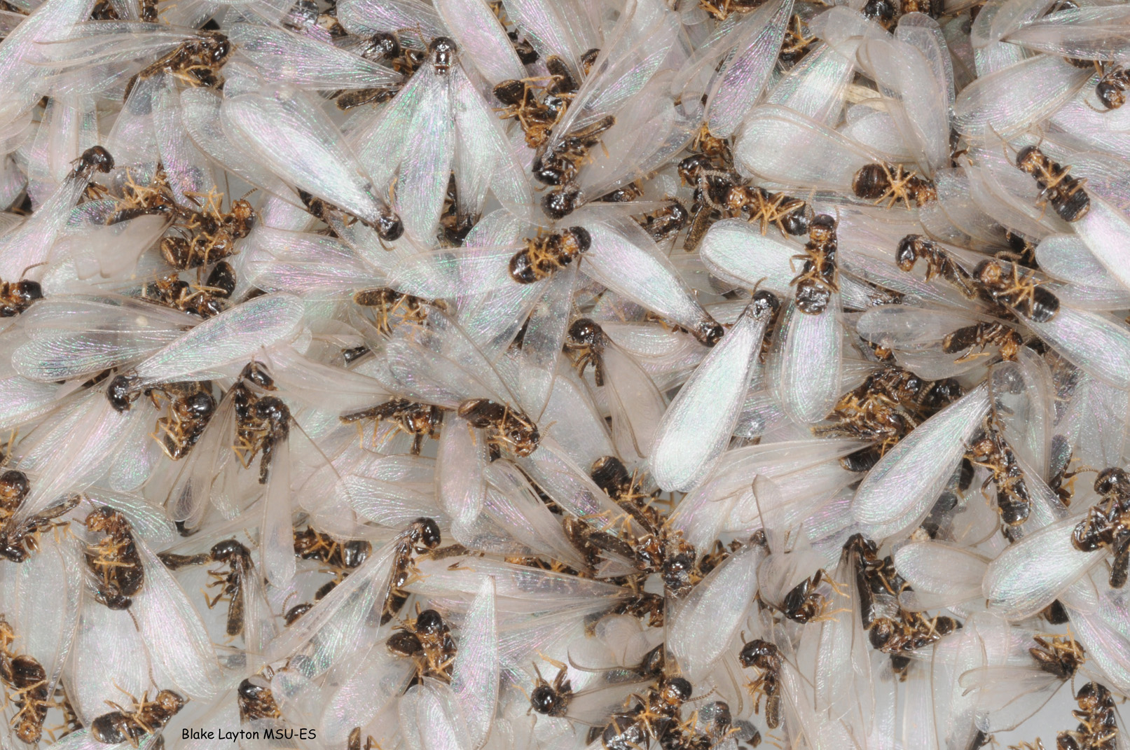 Eastern Subterrannean Termites